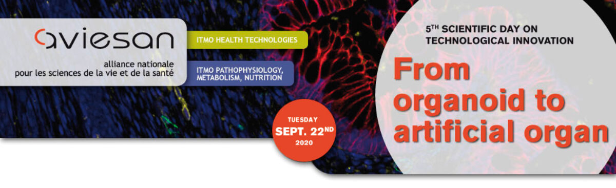 BandeauOrganoid22September