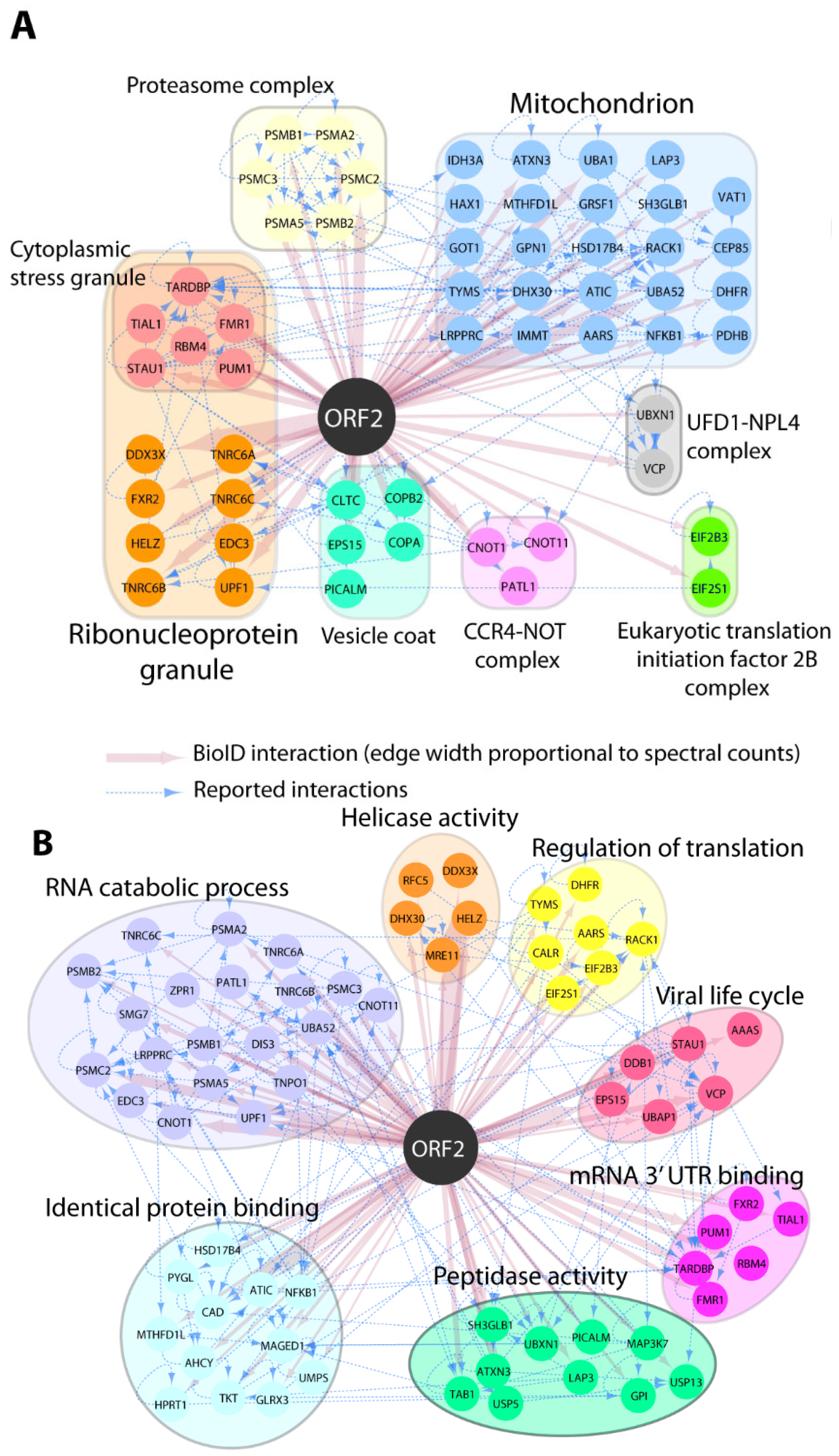 RNA Helicase DDX3 Interacts with the Capsid Protein of Hepatitis E Virus and Plays a Vital Role in the Viral Replication