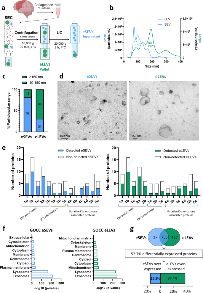 Stratification of brain-derived extracellular vesicles of Alzheimer’s disease patients indicates a unique proteomic content and a higher seeding capacity of small extracellular vesicles
