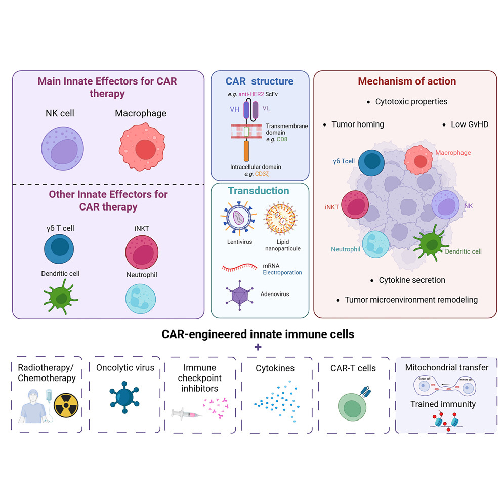 Innate immune cells in chimeric antigen receptor therapy
