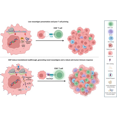 Exploring the role of readthrough-inducing molecule 2, 6-diaminopurine to increase immune response against cancer cells