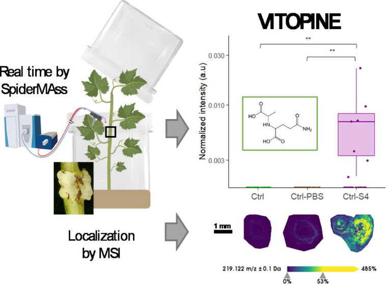 In Vivo Identification and Spatial Distribution of Crown Gall Disease Biomarkers in Grapevine