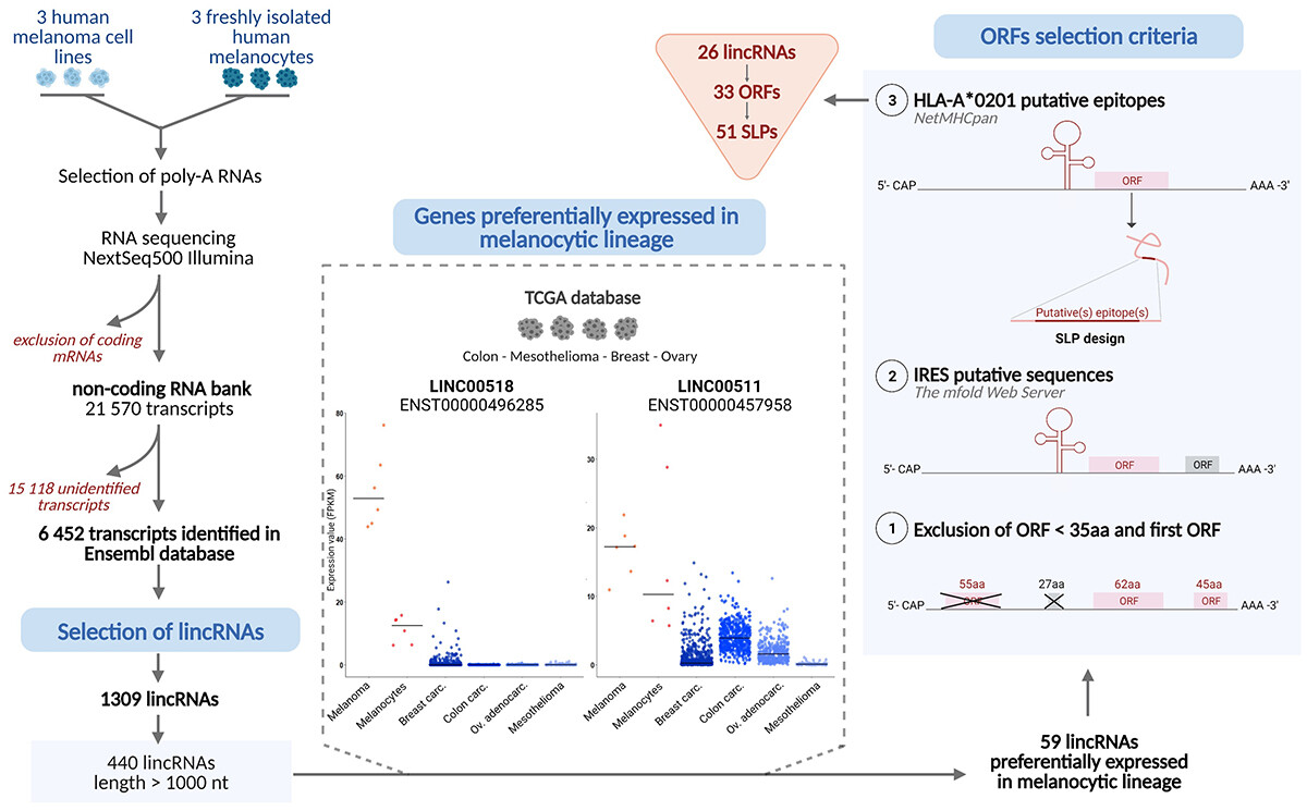 Systematic identification of lincRNA-derived immunogenic peptides in melanoma