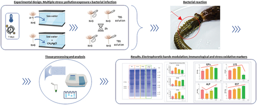Combined eﬀects of pollution and bacterial