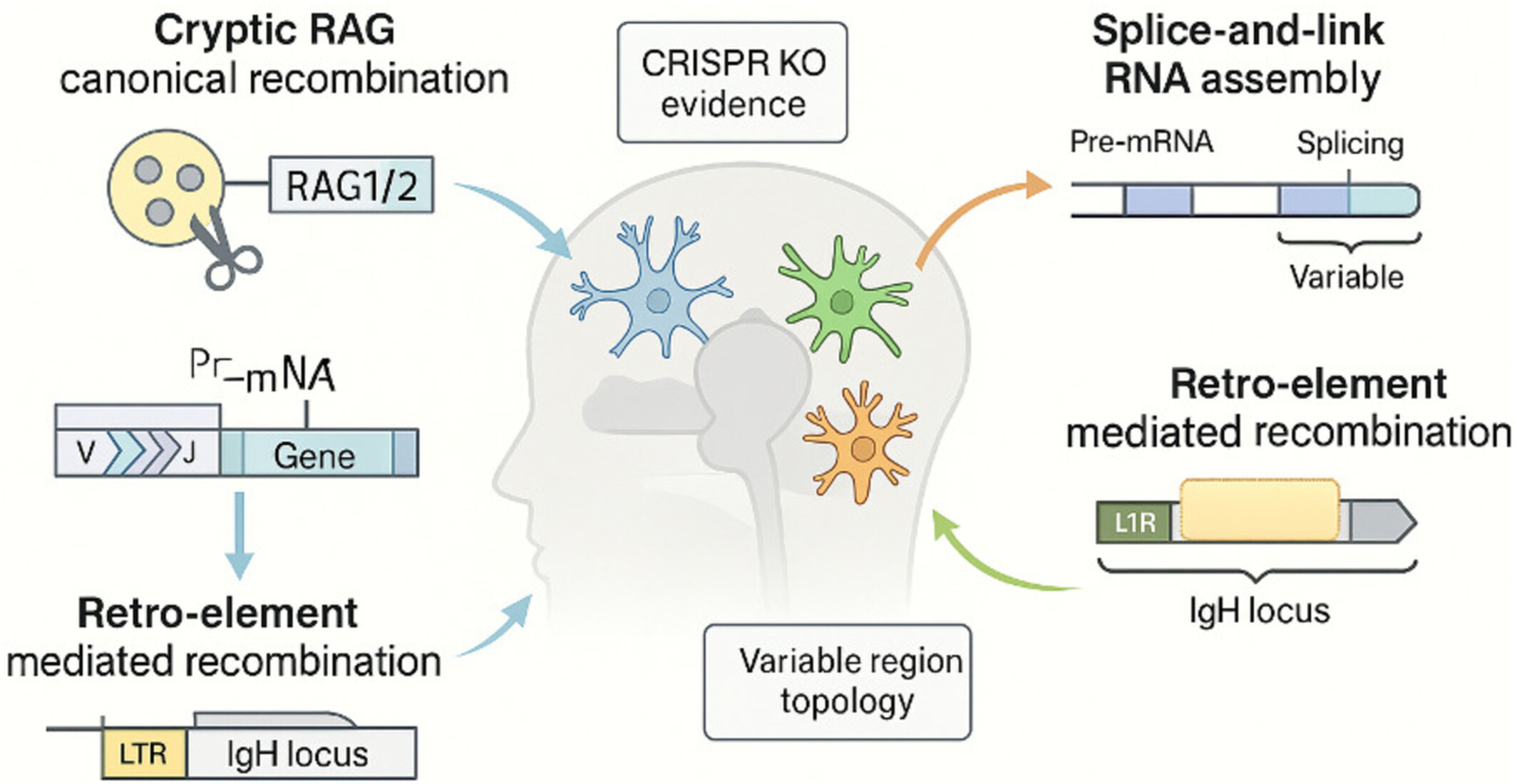 Neural Immunoglobulins Shape Brain Circuits