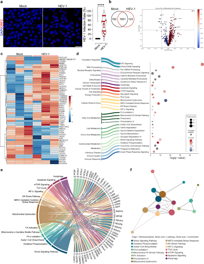 Mitochondrial and lipid metabolism rewiring during HEV infection