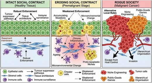 Cancer, collapse, and the politics of somatic evolution
