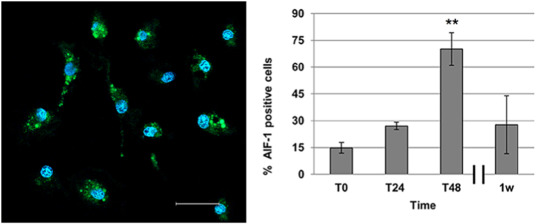 Post traumatic response of coelomocytes in the common sea star Echinaster sepositus.