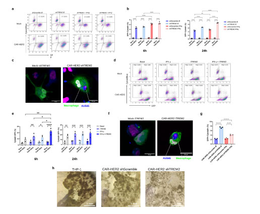 TREM2 blockade reprograms HER2 CAR macrophages toward inflammatory phagocytes in breast cancer models